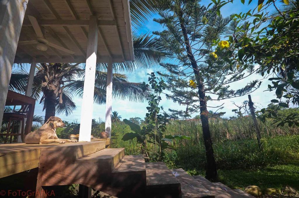 Cabarete Surf Camp Exterior photo